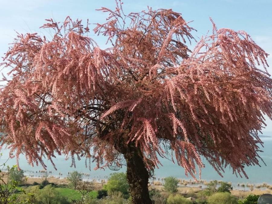 B&B Torre Del Lago Trasimeno Passignano sul Trasimeno Dış mekan fotoğraf